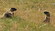 52 Marmotte in compagnia (allo zoom) 